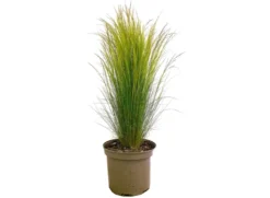 Stipa Tenuissima M22 60cm (hierba Cola De Pony)