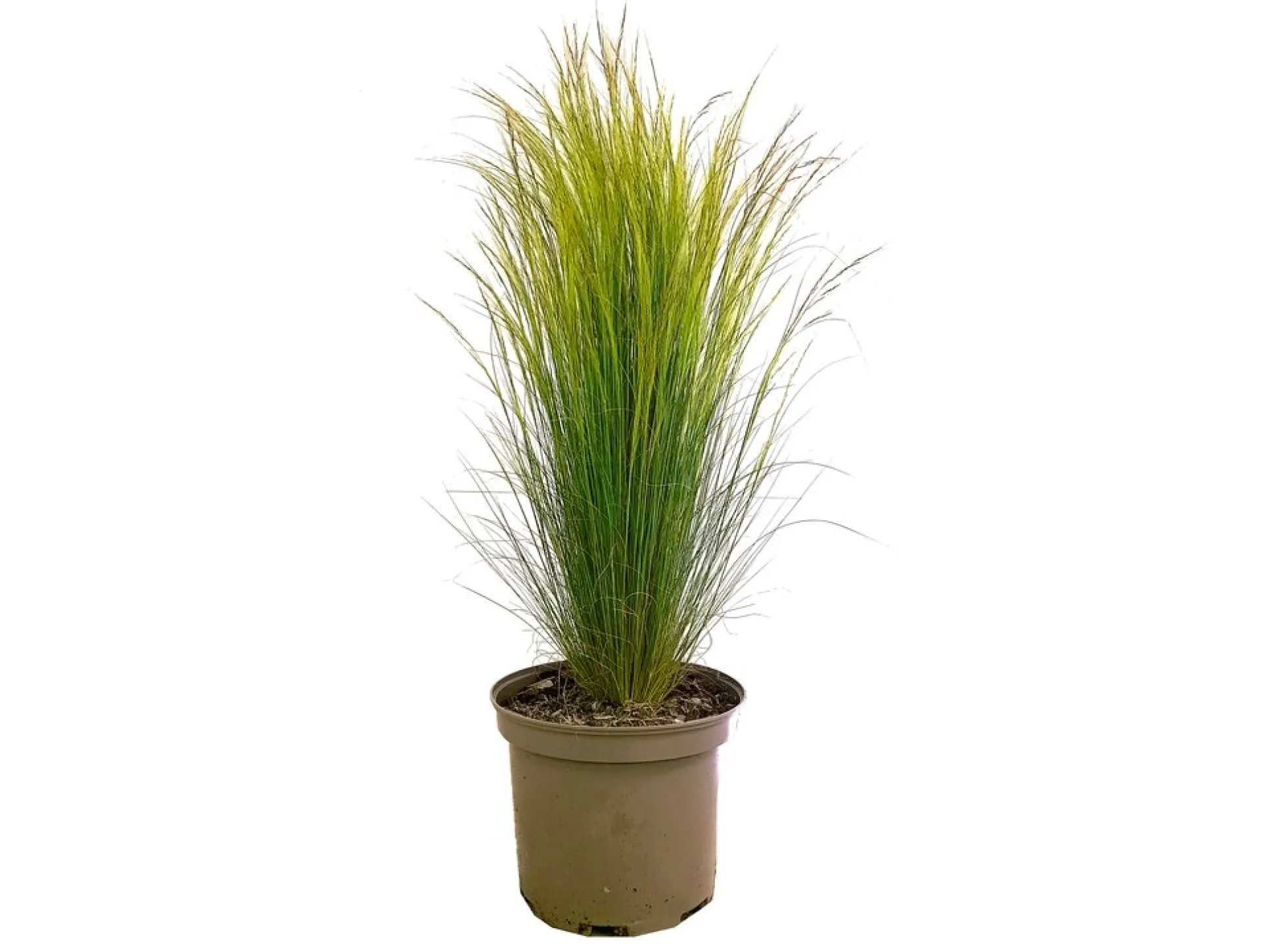 Stipa Tenuissima M22 60cm (hierba Cola De Pony)
