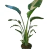 Strelitzia Augusta Maceta