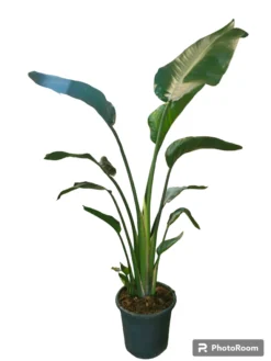 Strelitzia Augusta Maceta