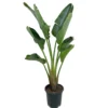 Strelitzia Augusta M30 165cm