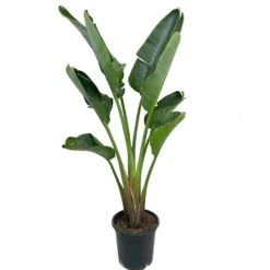 Strelitzia Augusta M30 165cm