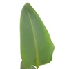 Strelitzia Augusta M20 120cm (ave Del Paraíso)