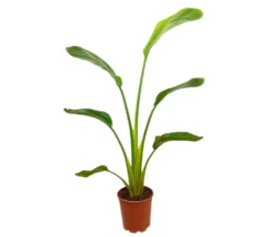Strelitzia Augusta M20 120cm (ave Del Paraíso)