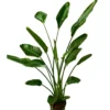 Strelitzia Augusta Planta De Jardín (strelitzia Nicolai)