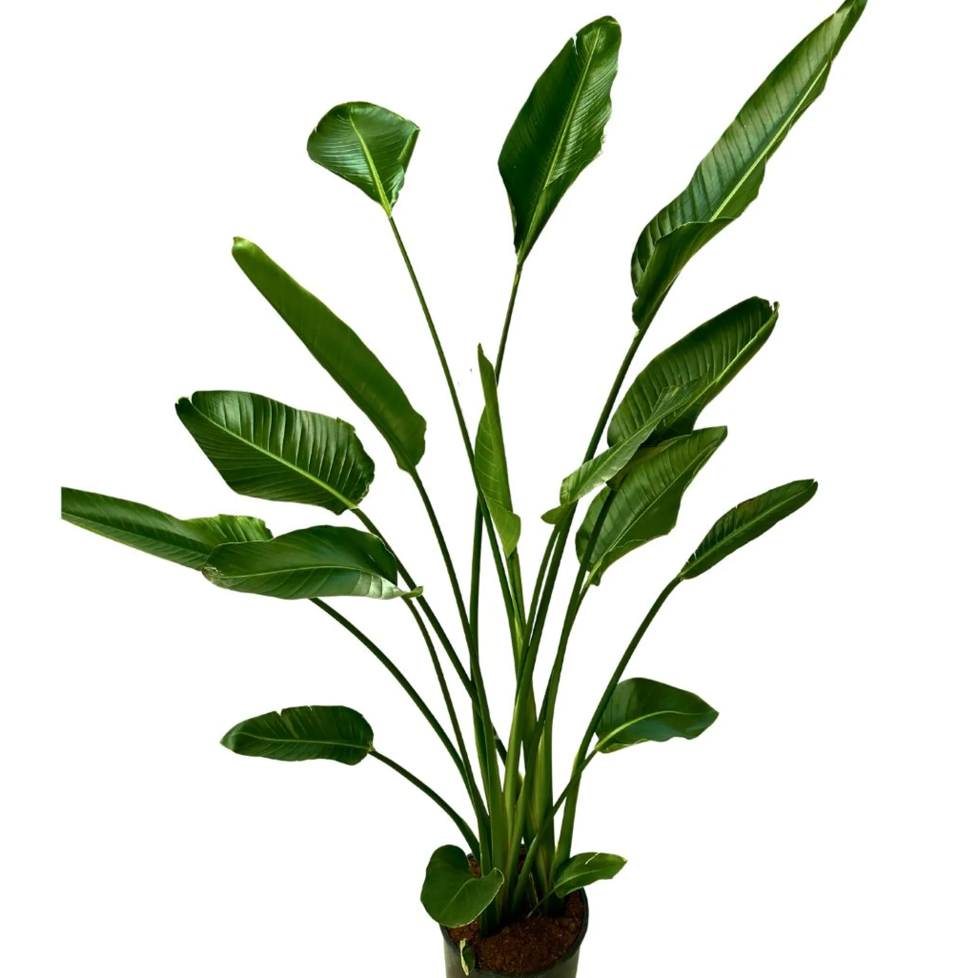 Strelitzia Augusta Planta De Jardín (strelitzia Nicolai)
