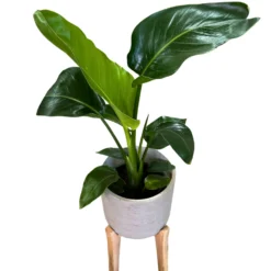 Strelitzia Augusta Planta De Jardín (strelitzia Nicolai) Maceta 20cm