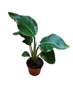 Strelitzia Nicolai Planta De Interior Ø12- 40 Cm