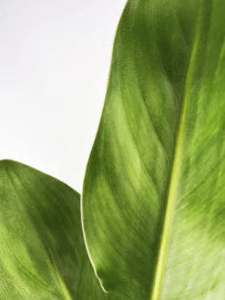Strelitzia O Ave Del Paraíso | Altura 80cm - Maceta 17cm