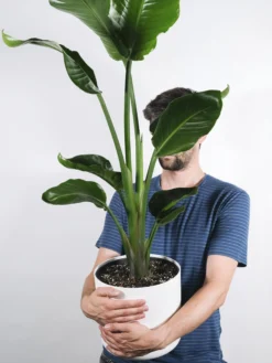 Strelitzia O Ave Del Paraíso | Altura 120cm - Maceta 20cm