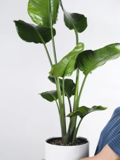 Strelitzia O Ave Del Paraíso | Altura 120cm - Maceta 20cm