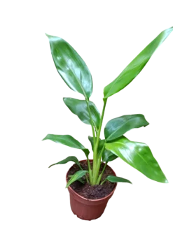 Strelitzia Reginae Ø12 Planta Ave Del Paraiso
