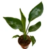 Strelitzia Reginae Planta De Jardín (ave Del Paraíso)