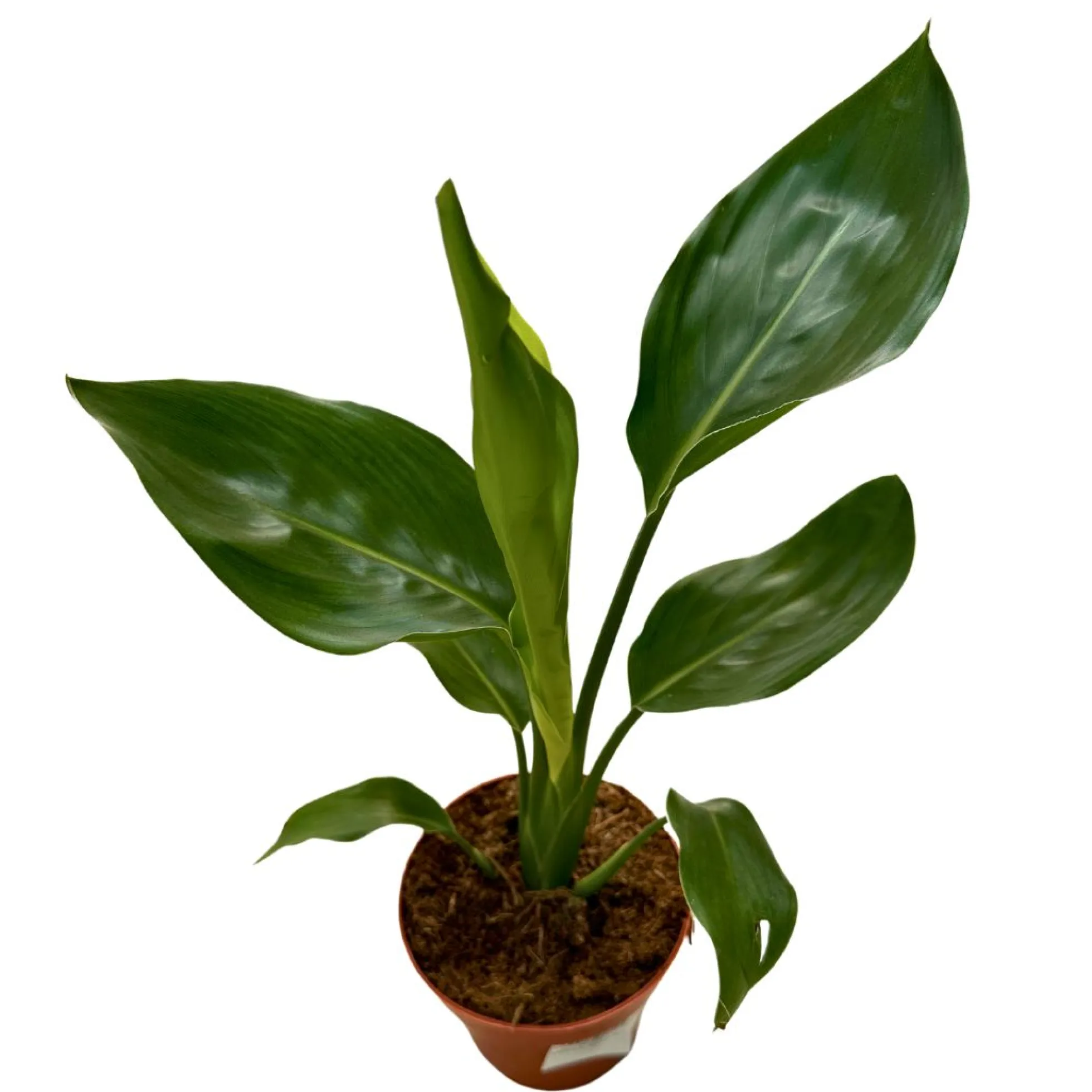 Strelitzia Reginae Planta De Jardín (ave Del Paraíso)