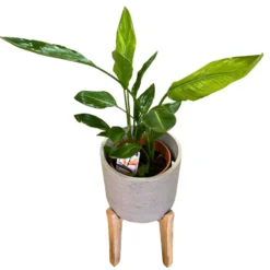 Strelitzia Reginae Planta De Jardín (ave Del Paraíso) Maceta 20cm