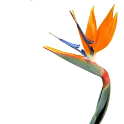 Strelitzia Reginae Planta De Jardín (ave Del Paraíso) Maceta 20cm