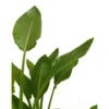 Strelitzia Regina M27 100cm