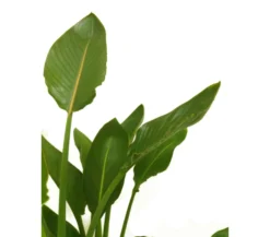Strelitzia Regina M27 100cm