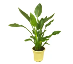 Strelitzia Regina M27 100cm