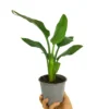 Strelitzia Regina M12 30cm (ave Del Paraíso)