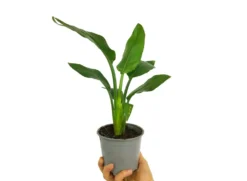 Strelitzia Regina M12 30cm (ave Del Paraíso)