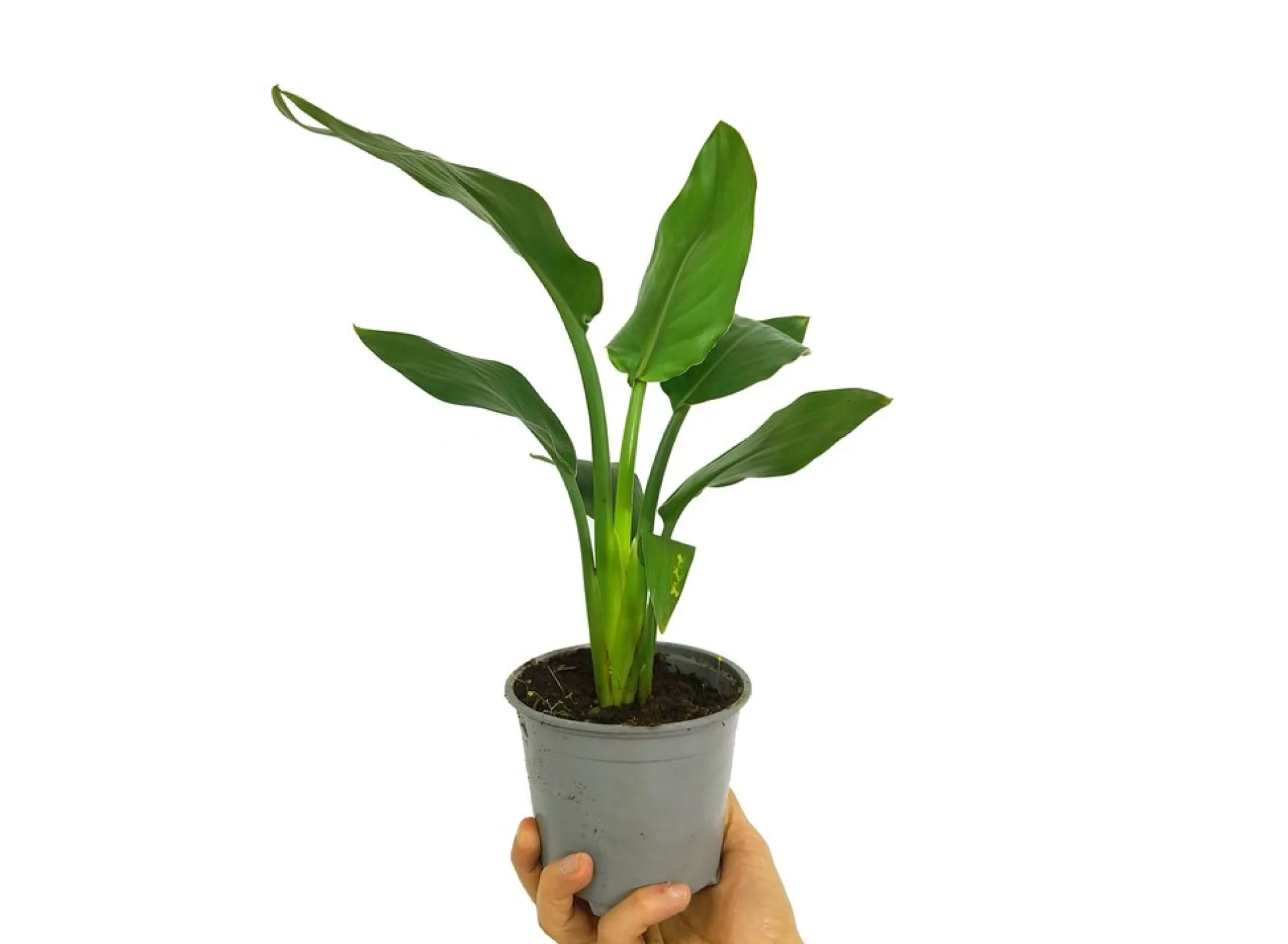 Strelitzia Regina M12 30cm (ave Del Paraíso)