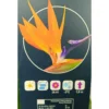 Strelitzia Regina M30 120cm (ave Del Paraíso)