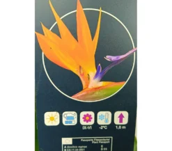 Strelitzia Regina M30 120cm (ave Del Paraíso)
