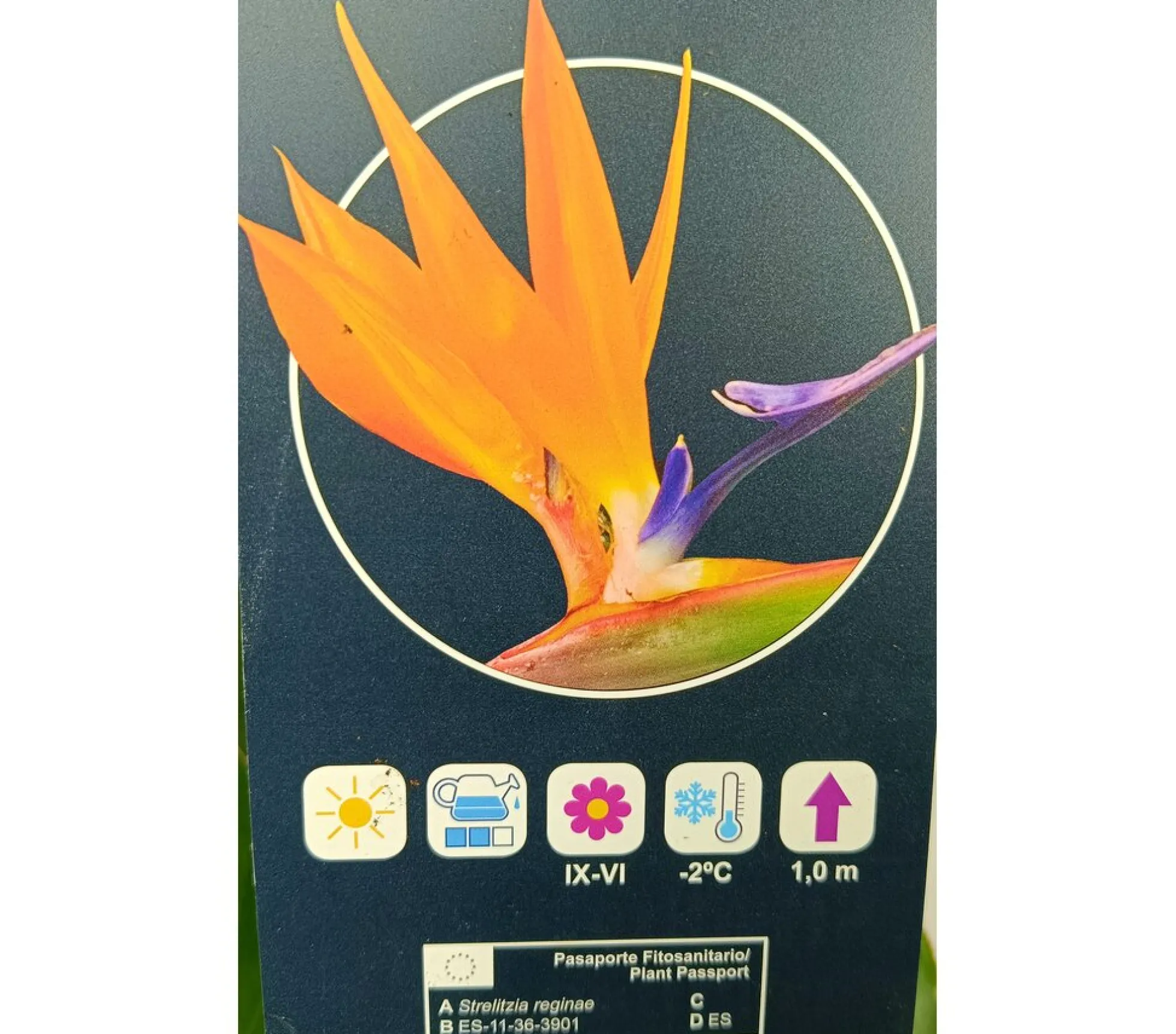 Strelitzia Regina M30 120cm (ave Del Paraíso)