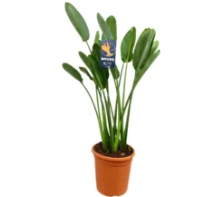 Strelitzia Regina M30 120cm (ave Del Paraíso)