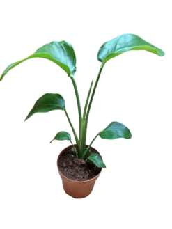 Streltzia Nicolai Ave Del Paraiso Planta De Interior Ø14-altura 30-50 Cm