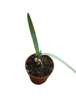 Strumaria Truncata Planta Suculenta Bulbosa Rara Ø8