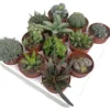 Suculentas De Coleccion 12 Unidades (planta Crasa)