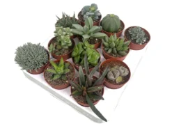 Suculentas De Coleccion 12 Unidades (planta Crasa)