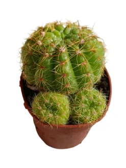 Sulcorebutia Menesesii V Kamiensis Planta Suculenta Natural Ø5
