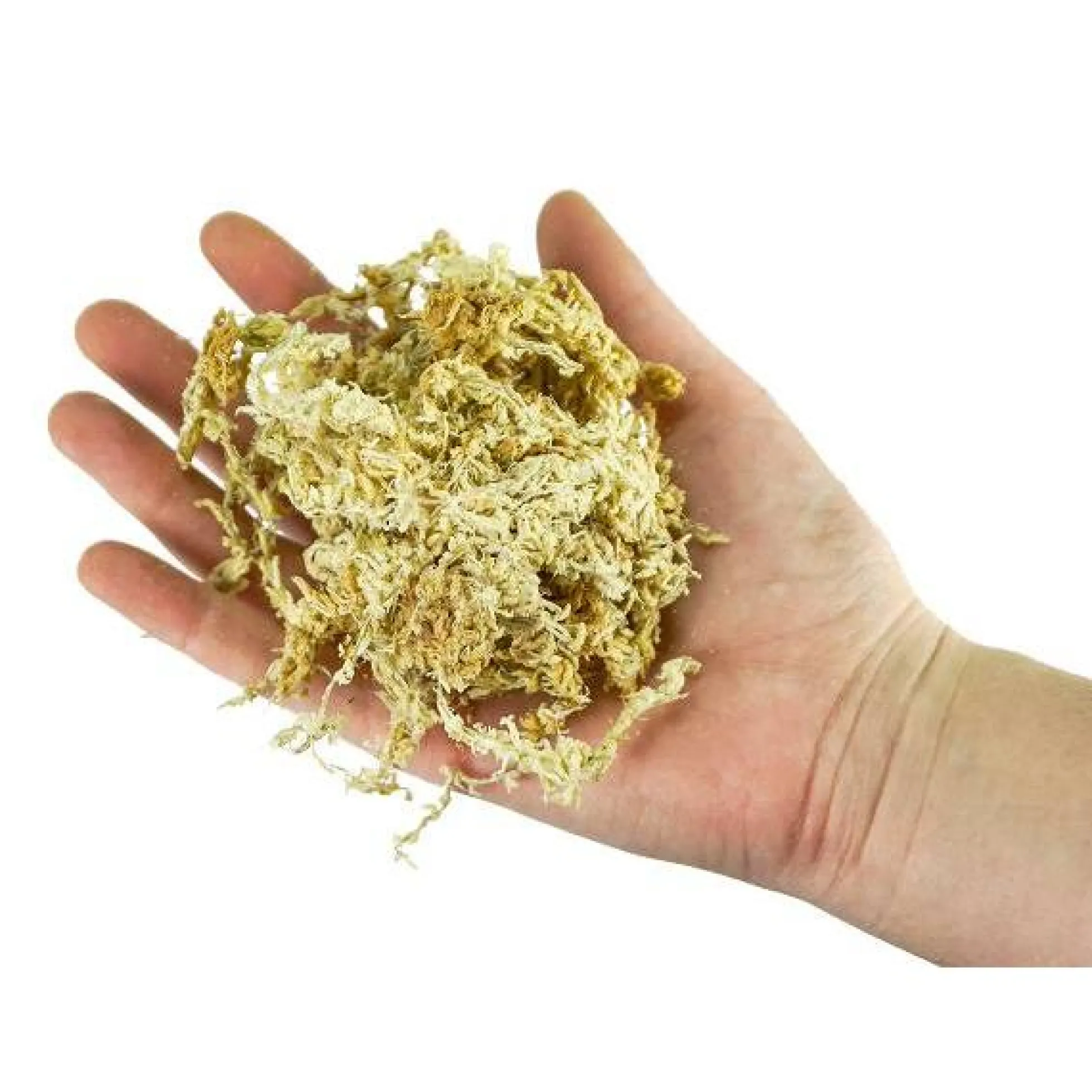 Sustrato musgo Sphagnum para bonsái 150 g