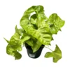 Syngonium Planta De Interior (syngonium Podophyllum)