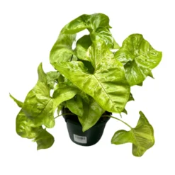 Syngonium Planta De Interior (syngonium Podophyllum)