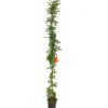 Tecomaria Capensis M20 180cm