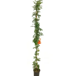 Tecomaria Capensis M20 180cm
