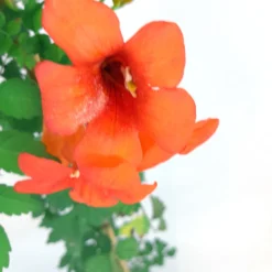 Tecomaria Capensis M20 180cm