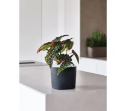 Teraplast Macetero De Plástico Reciclado Cuadrado Capri Negro 19cm
