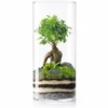 Terrario Amazonia Tower 25x52 Cm