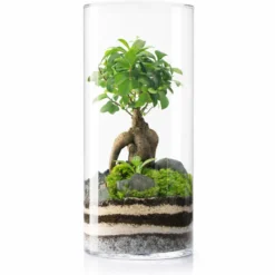 Terrario Amazonia Tower 25x52 Cm