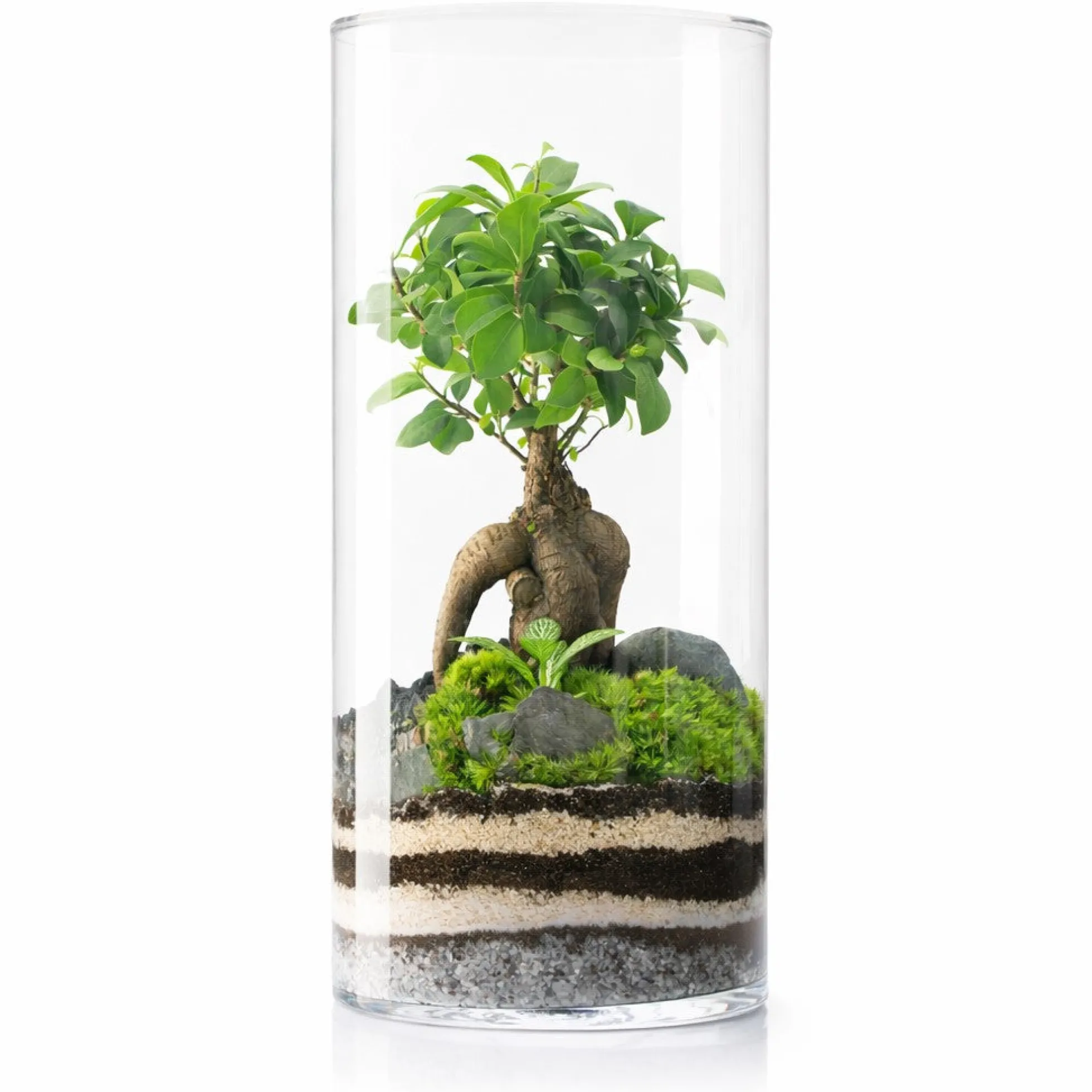 Terrario Amazonia Tower 25x52 Cm