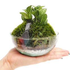 Terrario Borneo Moss 12 X12 Cm