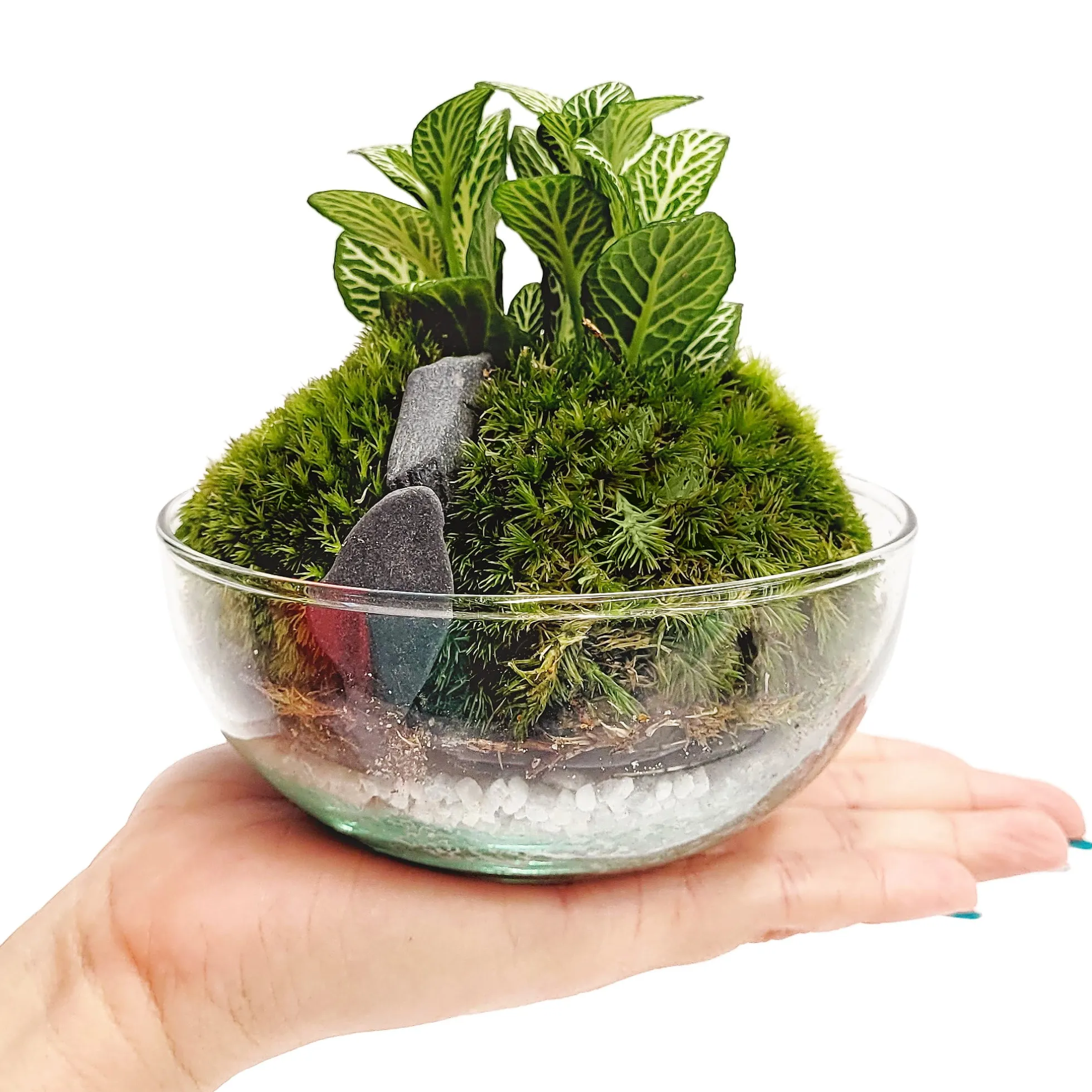 Terrario Borneo Moss 12 X12 Cm