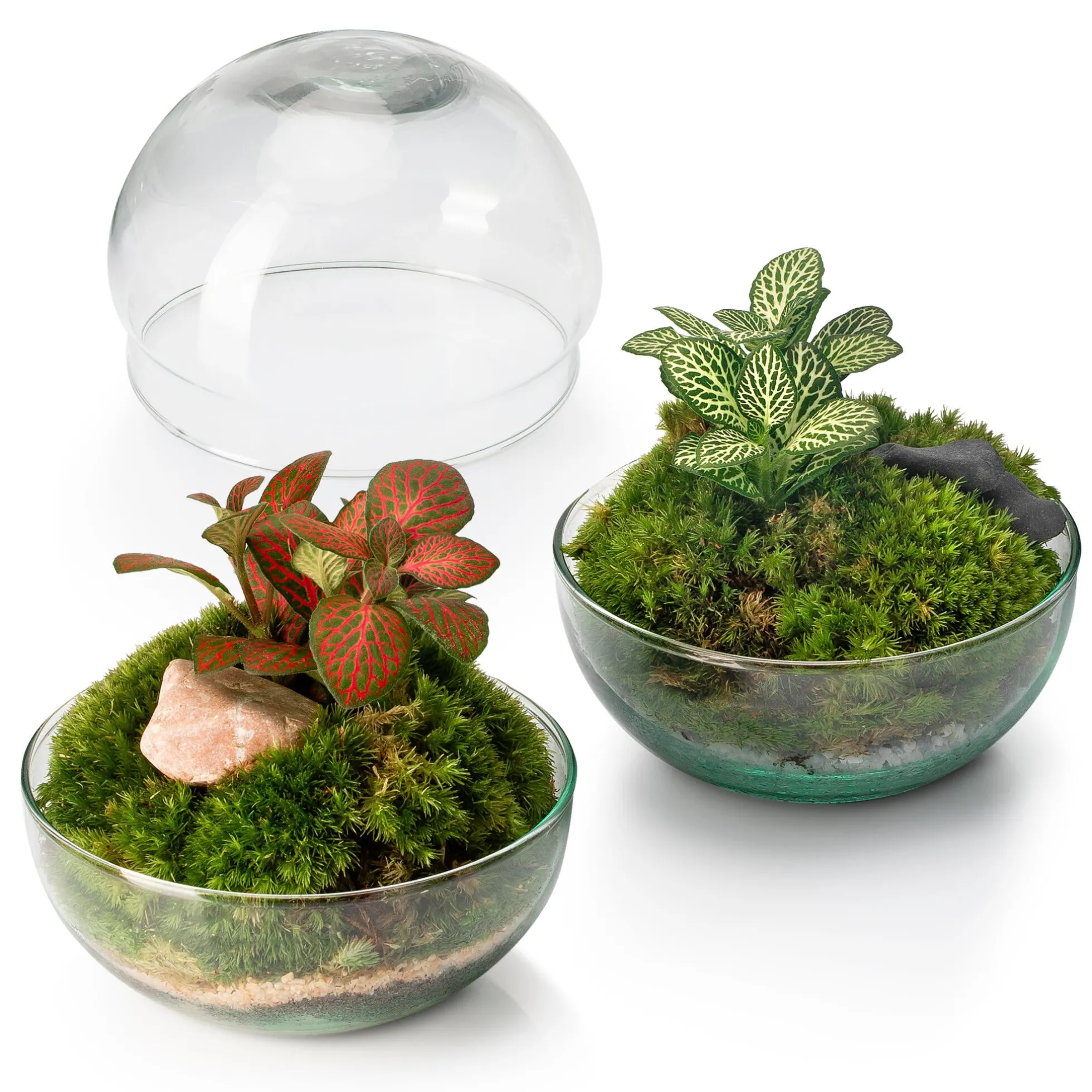 Terrario Borneo Moss 12 X12 Cm