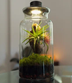 Terrario Con Plantas De Aire | Jardín Eterno 19 x 35 cm