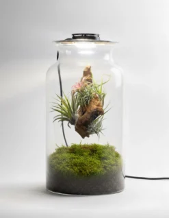 Terrario Con Plantas De Aire | Jardín Eterno 19 x 35 cm